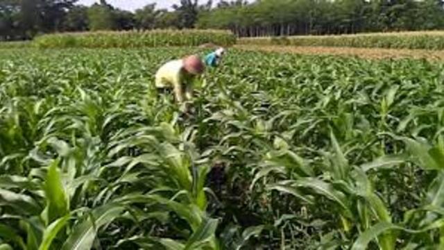 Edukasi Menanam Jagung untuk Pemula